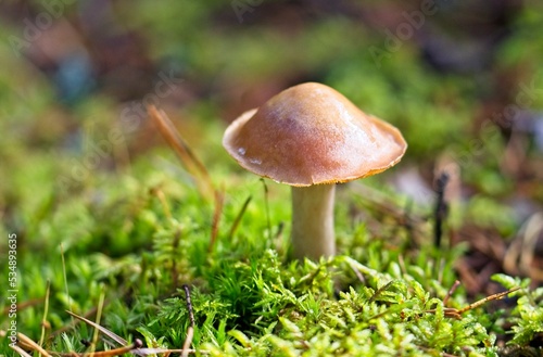 Wild Mushrooms Growing on a Forest Floor in Autumn in Latvia