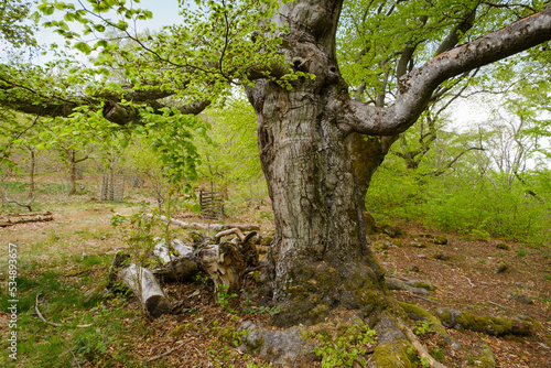 Knorrige Buche (Fagus), Hutewald Halloh, Naturpark Kellerwald, Hessen, Deutschland, Europa