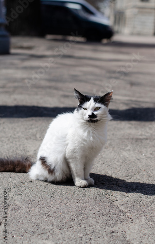 A spotted street cat basks in the sun. Yard pet looks at people. Pedigree cat walks on the street.