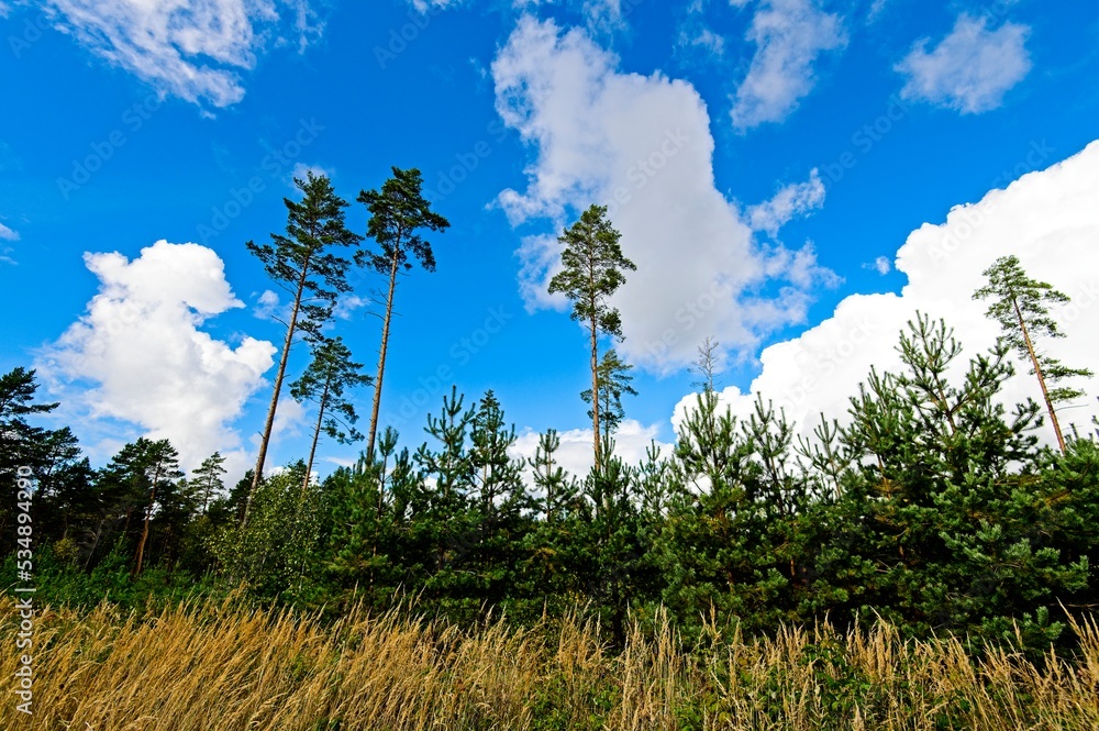 Obraz premium Autumn in a Latvian Forest in September