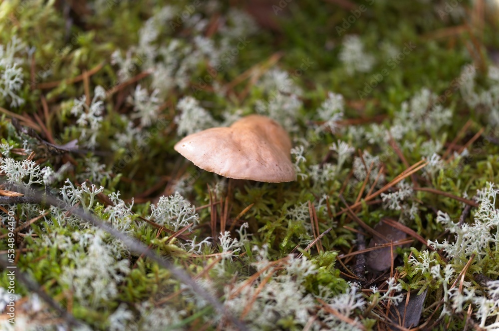 Wild Mushrooms Growing on a Forest Floor in Autumn in Latvia Wild Mushrooms Growing on a Forest Floor in Autumn in Latvia