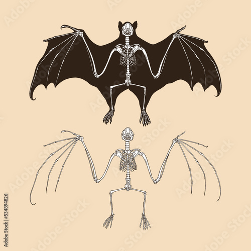 Skeleton fruit bat vector illustration animal