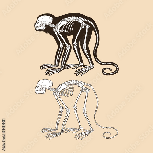 Skeleton golden headed lion tamarin vector illustration animal