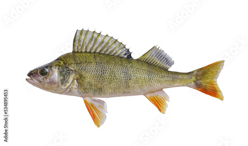 Fish perch, isolated on a white background. Predatory freshwater fish. chilled perch