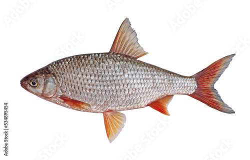  Freshwater fish roach isolated on a white background. Live fish
