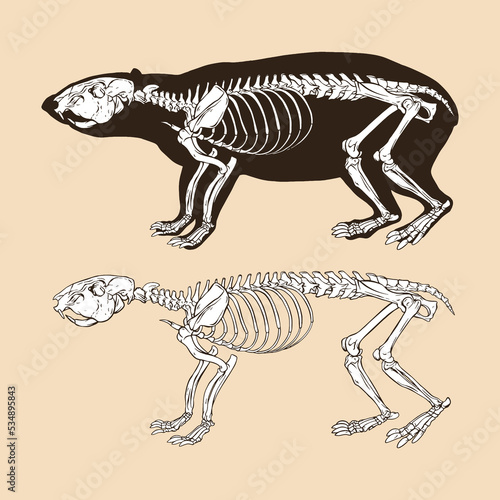 Skeleton lowland paca vector illustration animal