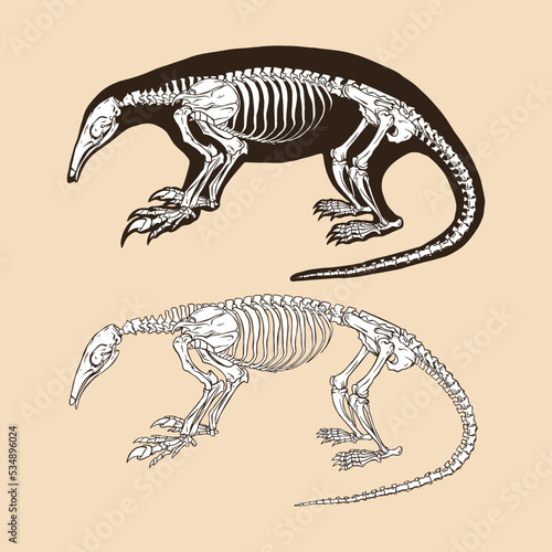 Fototapeta Naklejka Na Ścianę i Meble -  Skeleton northern tamandua vector illustration animal