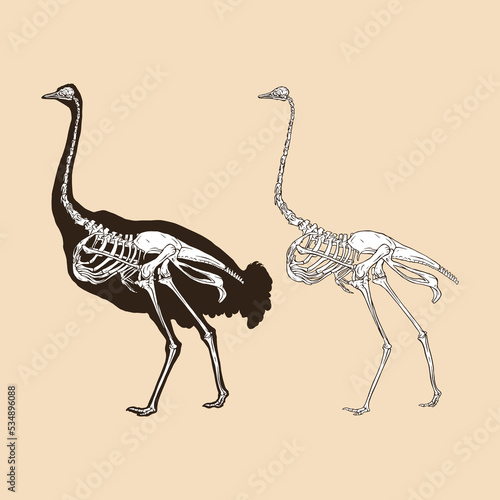 Skeleton ostrich vector illustration animal