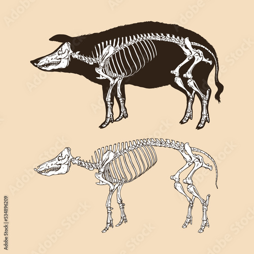 Fototapeta Naklejka Na Ścianę i Meble -  Skeleton pig vector illustration animal