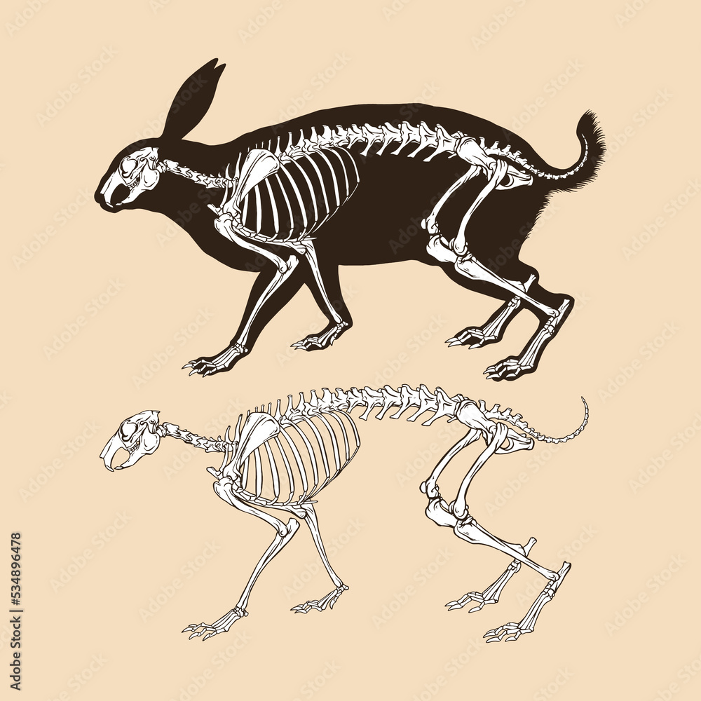 Skeleton rabbit vector illustration animal Skeleton rabbit vector illustration animal