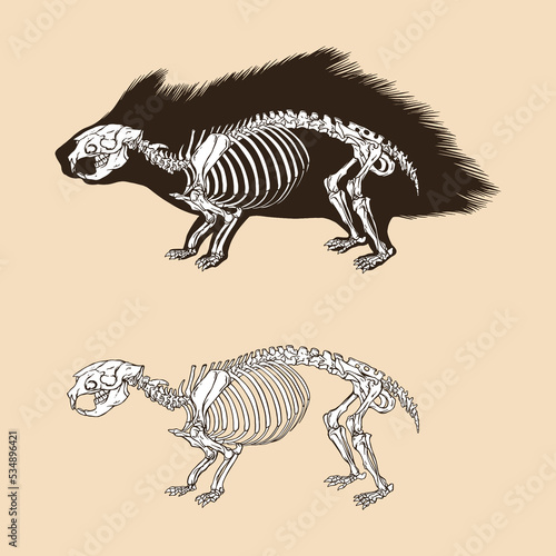 Skeleton porcupine vector illustration animal