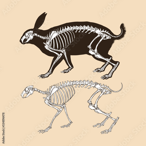 Skeleton rabbit vector illustration animal