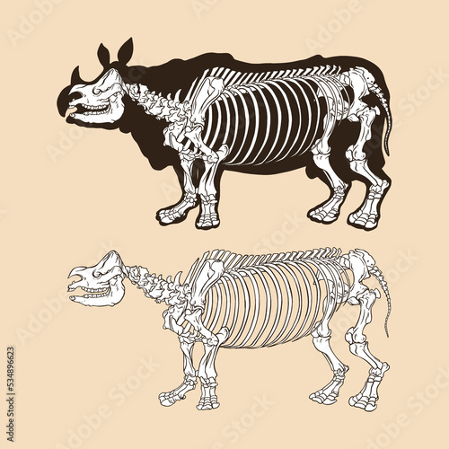 Skeleton rhino vector illustration animal