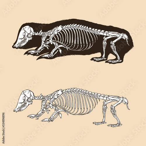 Skeleton southern marsupia mole vector illustration animal