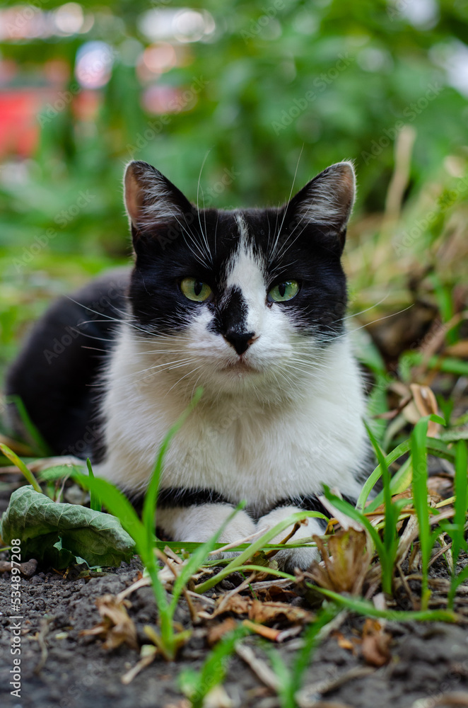 A spotted street cat sits in the grass and looks at people. The pet walks on the street. Fire cat. Pedigree animal.