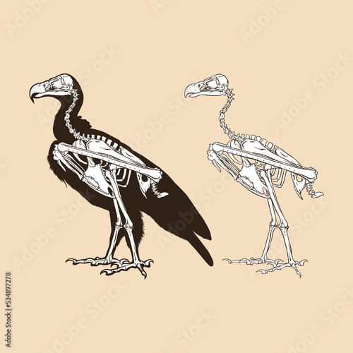Skeleton vulture vector illustration animal