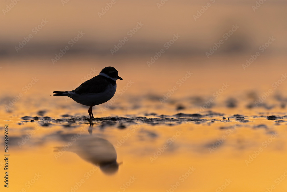 A common ringed plover (Charadrius hiaticula) foraging back lit by the rising sun on the beach.