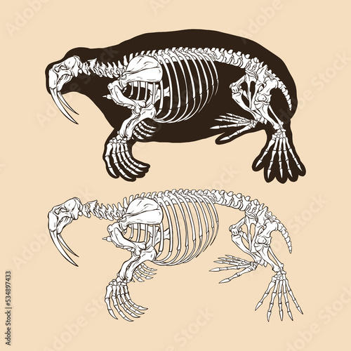 Skeleton walrus vector illustration animal