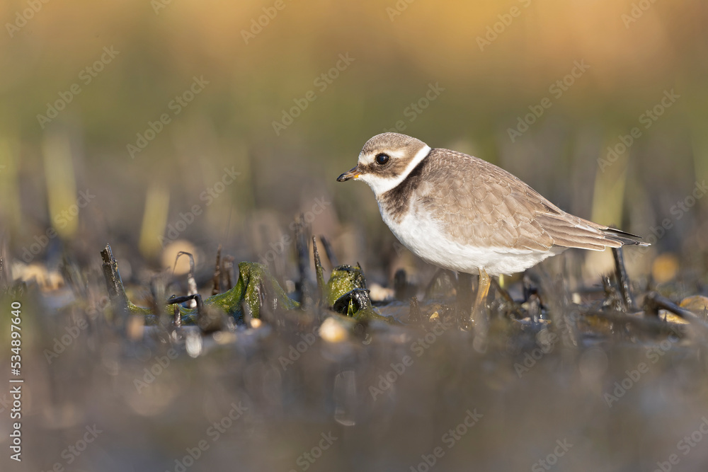 A common ringed plover (Charadrius hiaticula) foraging during fall migration on the beach.