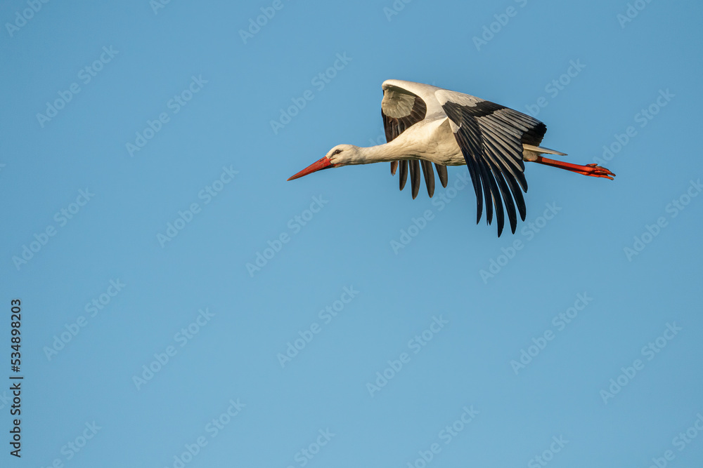 Obraz premium Weißstorch im Flug