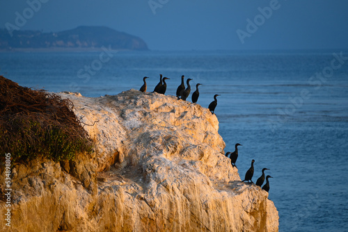 Photography Cormorants at El Matador State Beach, Malibu