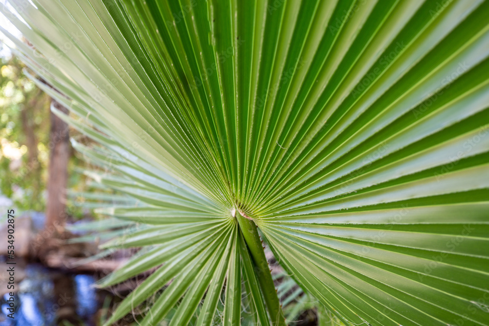 Obraz premium Palm tree leaf close up