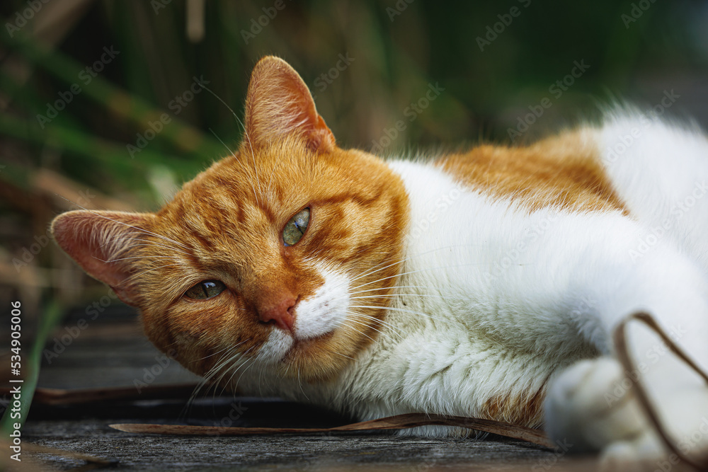 rudy kot na pomoście wśród traw - obrazy, fototapety, plakaty 