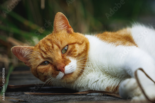 rudy kot na pomoście wśród traw