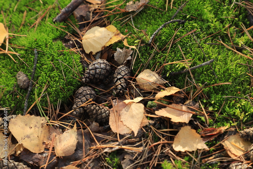 Cones, fallen leaves and pine needles lie on moss in the autumn coniferous forest. Cones, fallen leaves and pine needles lie on moss in the autumn coniferous forest.