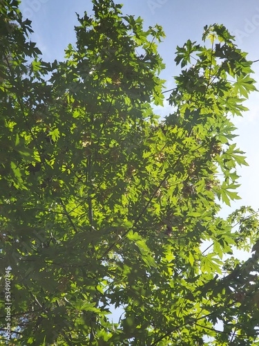 green leaves and sun © Athena