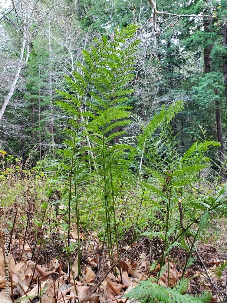 Fototapeta premium fern in the woods