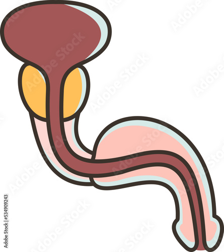 Urethra icon