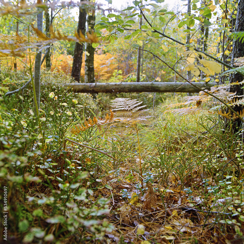 Obraz premium Autumn