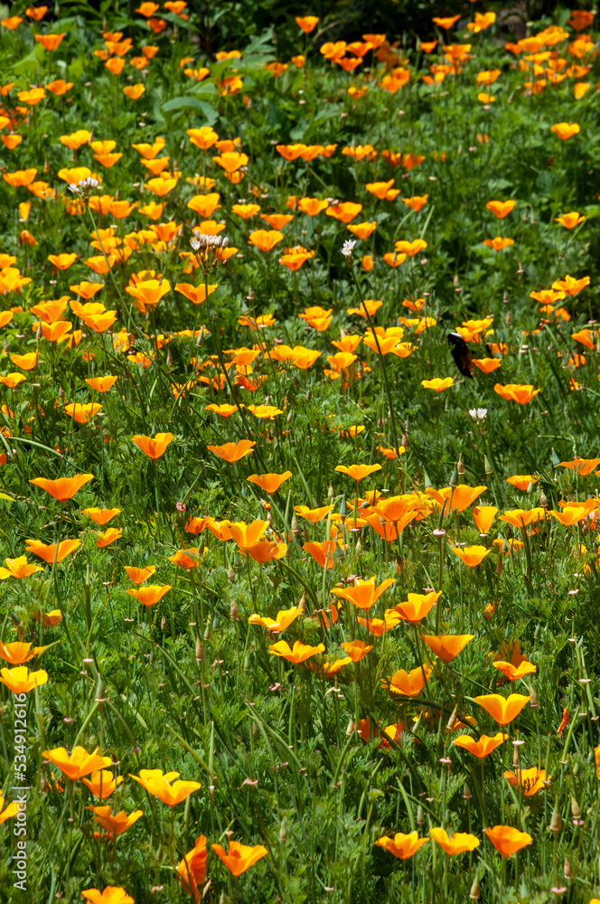 Sydney Australia, field of orange flowers of a eschscholzia californica known as California poppy or golden poppy