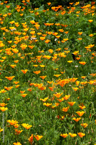 Sydney Australia, field of orange flowers of a eschscholzia californica known as California poppy or golden poppy