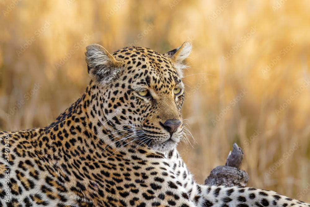 Male leopard ( Panthera Pardus) in beautiful light, Sabi Sands Game Reserve, South Africa. Male leopard ( Panthera Pardus) in beautiful light, Sabi Sands Game Reserve, South Africa.
