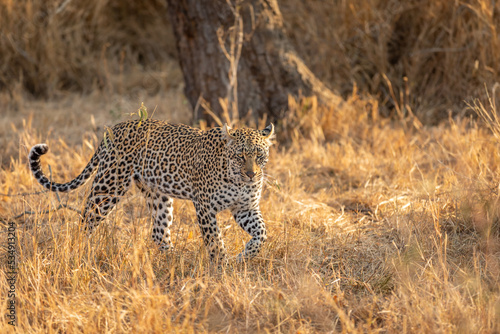 Male leopard ( Panthera Pardus) walking, Sabi Sands Game Reserve, South Africa.