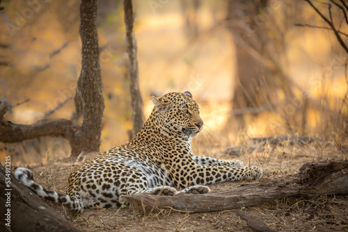 Male leopard ( Panthera Pardus) relaxing, Sabi Sands Game Reserve, South Africa.