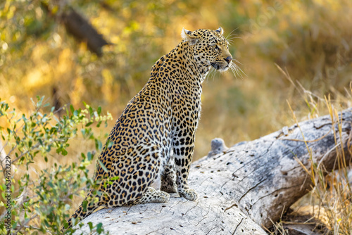 Male leopard ( Panthera Pardus) sitting on a trunk, Sabi Sands Game Reserve, South Africa.