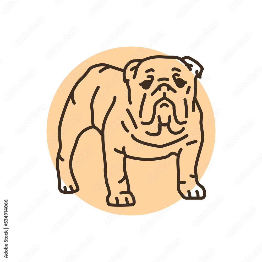 Fototapeta premium English bulldog color line icon. Dog breed.