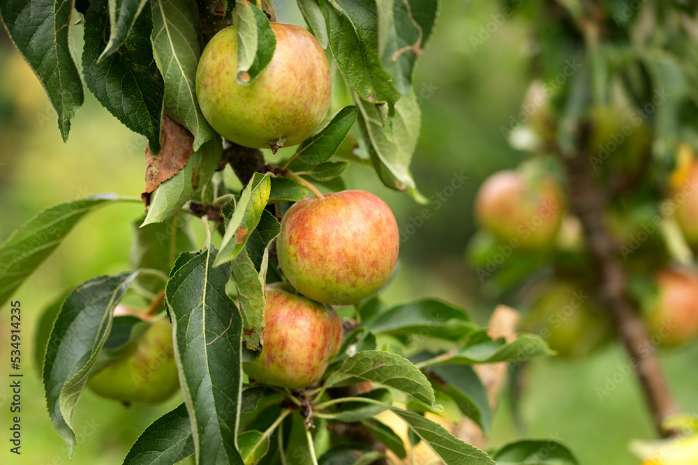 Ripe ready to harvest apples on a tree branch in orchard, garden Ripe ready to harvest apples on a tree branch in orchard, garden