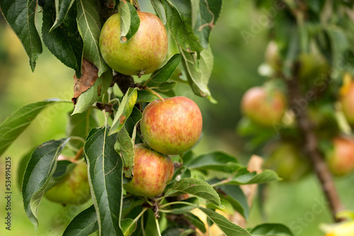 Ripe ready to harvest apples on a tree branch in orchard, garden