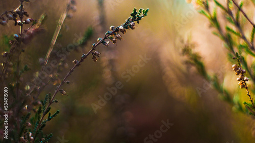 Flore opulente dans la forêt des Landes de Gascogne, mise en valeur par la lumière du coucher du soleil