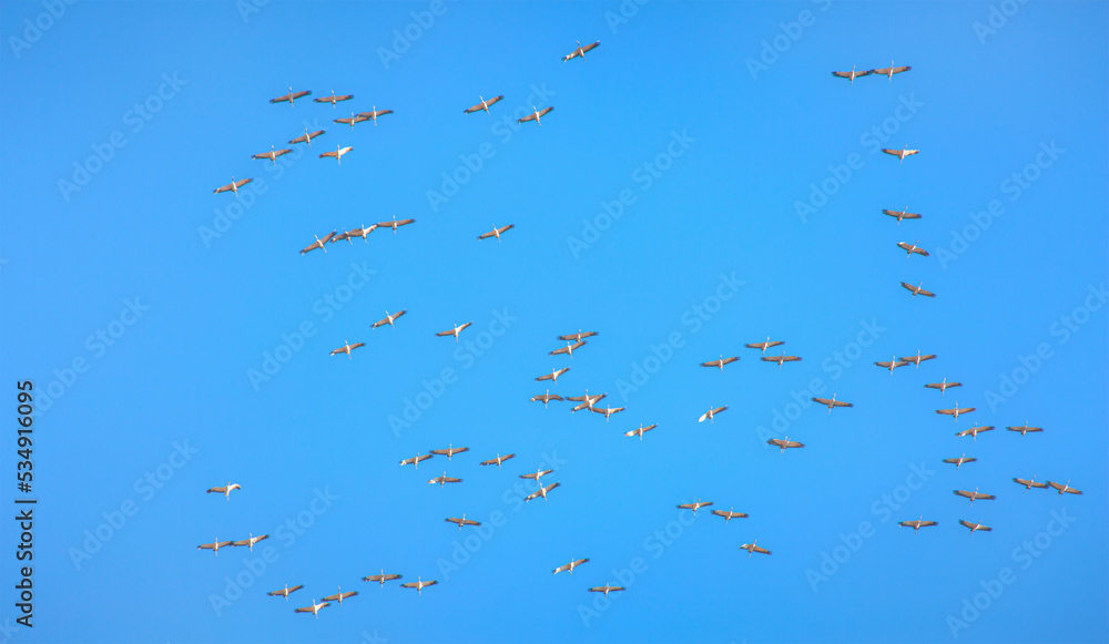 Flock of asian openbill stork (Anastomus oscitans) flying in the blue sky