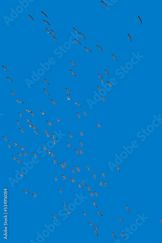 Flock of asian openbill stork  Anastomus oscitans  flying in the blue sky