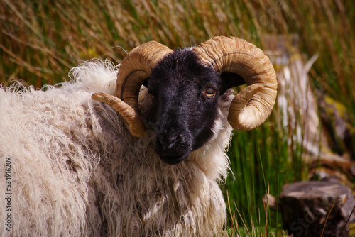 portrait of a mayo connemara blackface sheep lying in the grass with selective focus