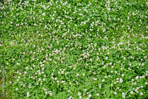 green grass background