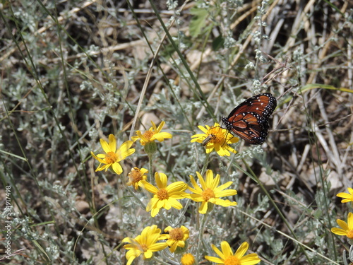 butterfly on a flower
