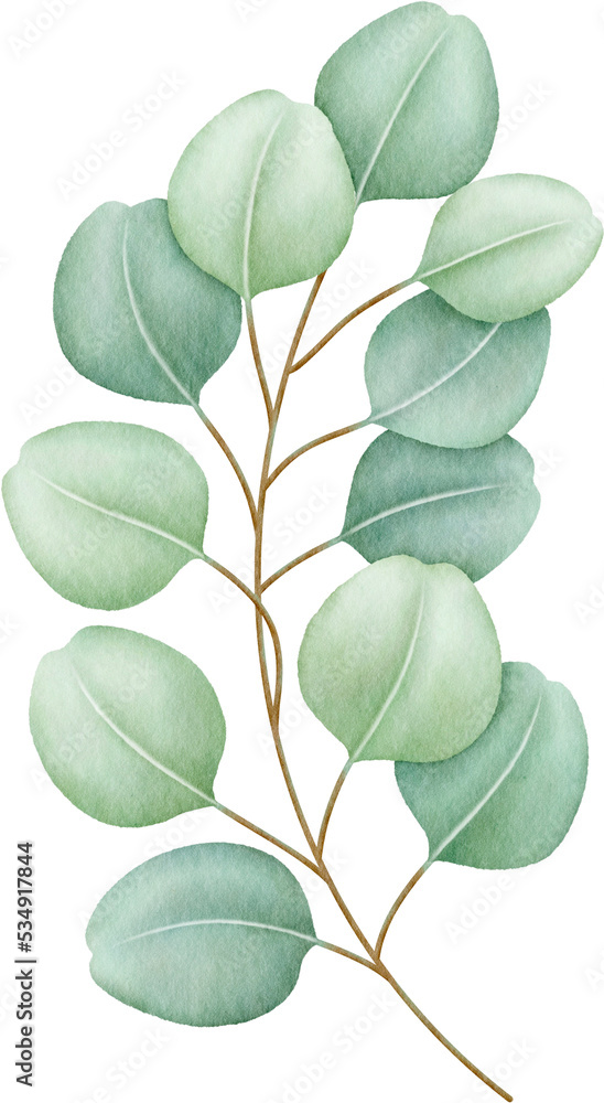 Watercolor eucalyptus leaves and branch Watercolor eucalyptus leaves and branch