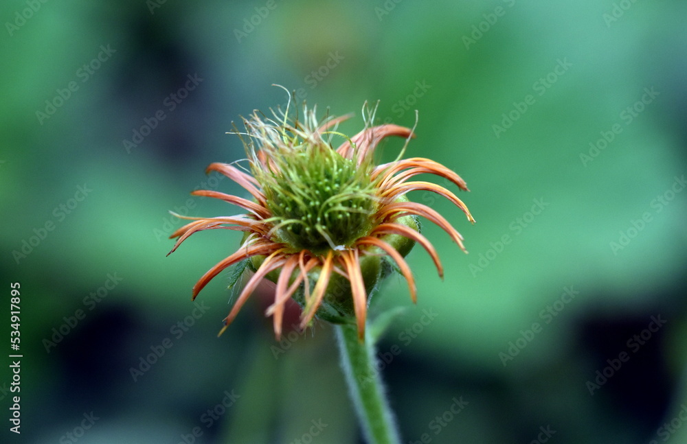 Welkende Blüte eines Roten Nelkenwurz Welkende Blüte eines Roten Nelkenwurz